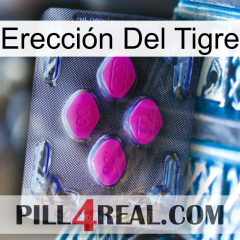 Erección Del Tigre 02